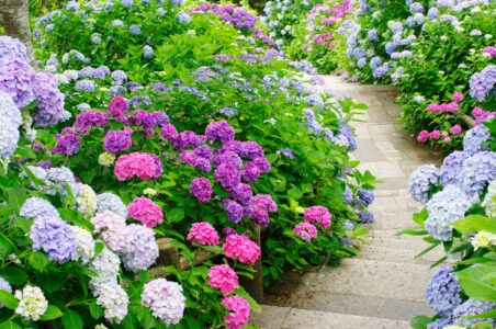 Caring for Hydrangeas Image